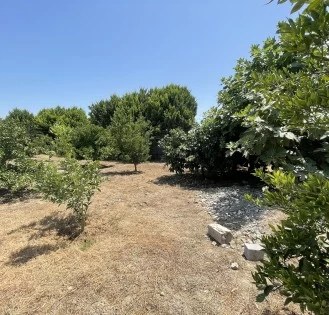 باغ 3600 متری در هادی شهر بابلسر